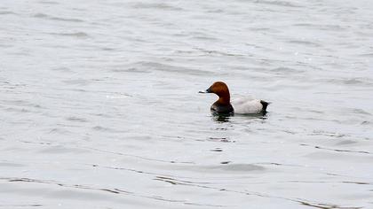 Common Pochard