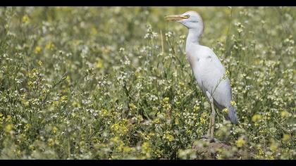 Western Cattle Egret