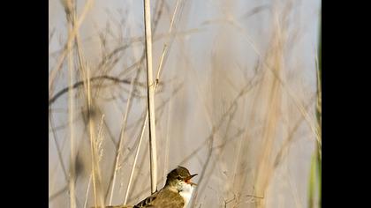 Eurasian Reed Warbler