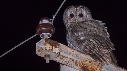 Tawny Owl