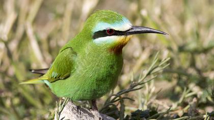 Blue-cheeked Bee-eater