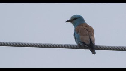 European Roller