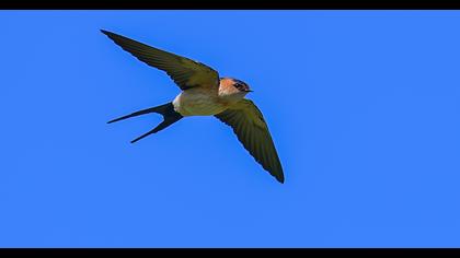 Red-rumped Swallow
