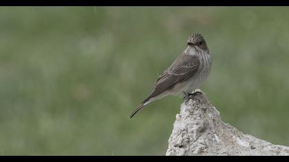 Spotted Flycatcher
