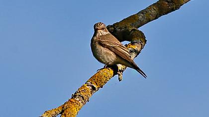 Spotted Flycatcher