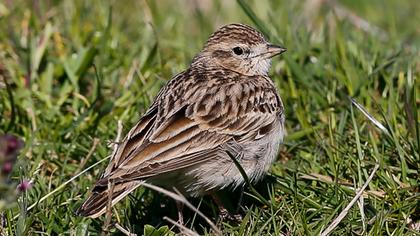 Greater Short-toed Lark