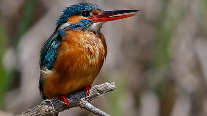 Common Kingfisher