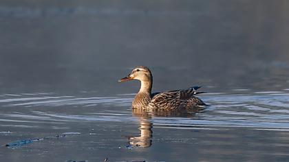 Mallard