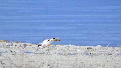 Pied Avocet