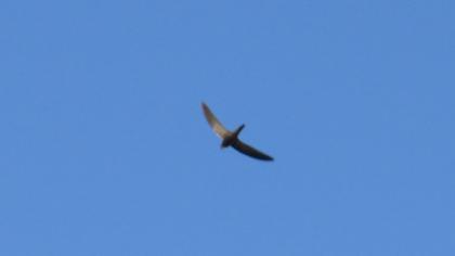 Common Swift