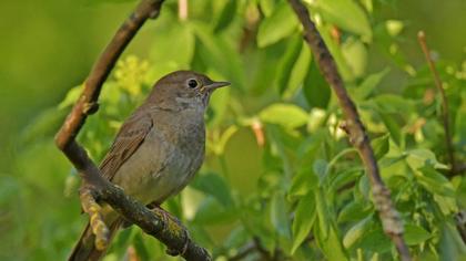 Thrush Nightingale