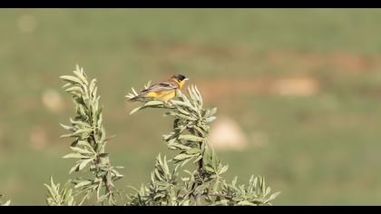 Black-headed Bunting