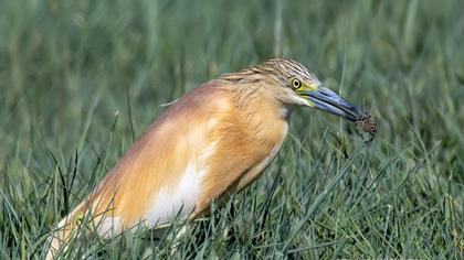 Squacco Heron