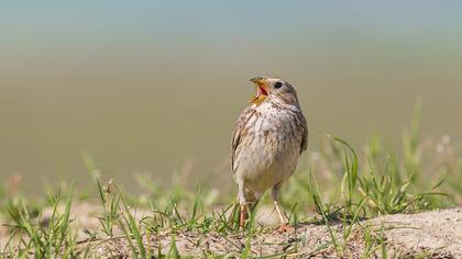 Corn Bunting