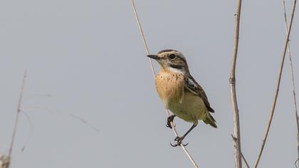 Whinchat