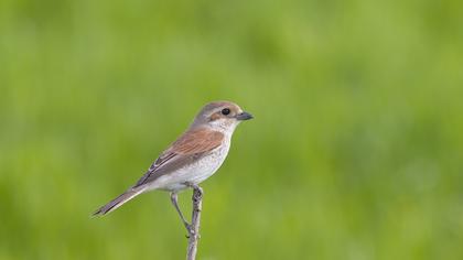 Red-backed Shrike