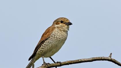 Red-backed Shrike