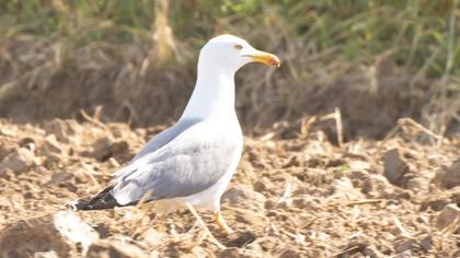 Yellow-legged Gull