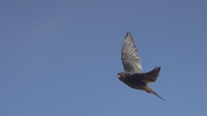 Red-footed Falcon