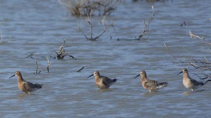 Curlew Sandpiper