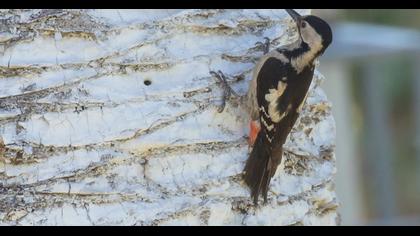 Syrian Woodpecker