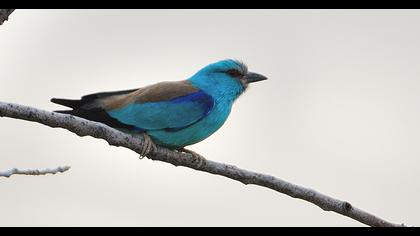 European Roller
