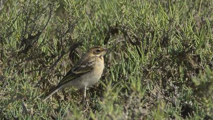 Tawny Pipit