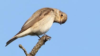 Spotted Flycatcher