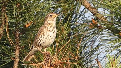 Song Thrush