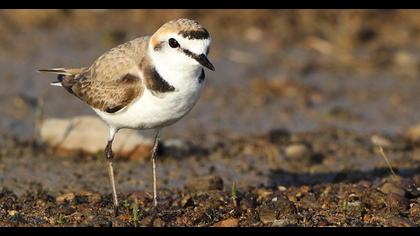 Kentish Plover