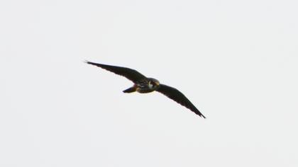 Eurasian Hobby