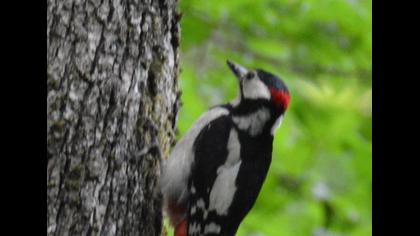 Great Spotted Woodpecker