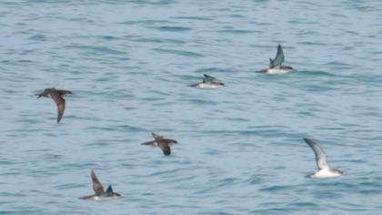 Yelkouan Shearwater