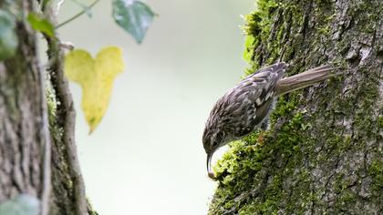 Short-toed Treecreeper