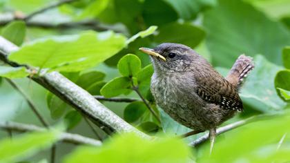 Eurasian Wren