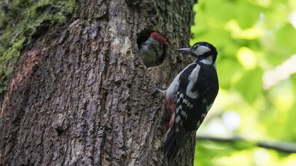 Great Spotted Woodpecker