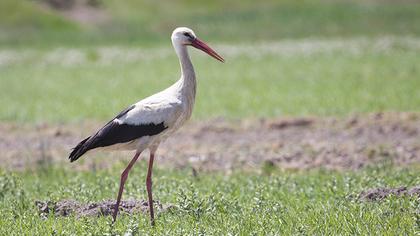 White Stork