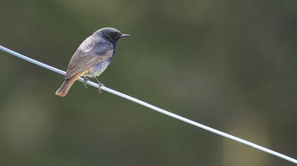 Black Redstart