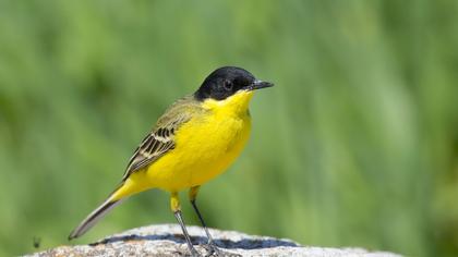 Western Yellow Wagtail