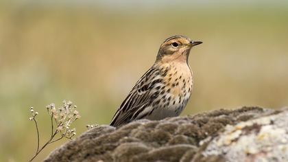 Red-throated Pipit
