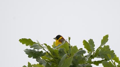 Black-headed Bunting