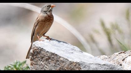 Grey-necked Bunting