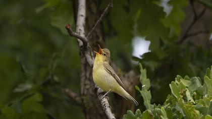 Icterine Warbler