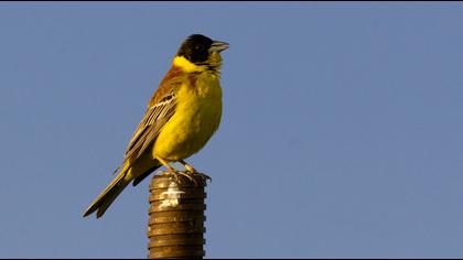 Black-headed Bunting