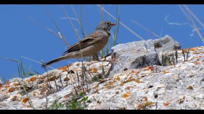 Grey-necked Bunting