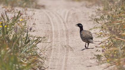 Black Francolin