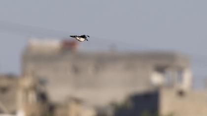 Pied Kingfisher