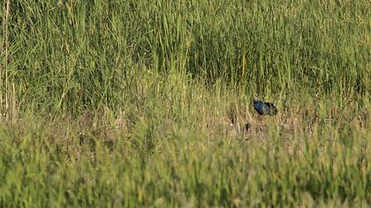 Purple Swamphen