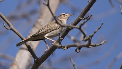 Rufous-tailed Scrub Robin