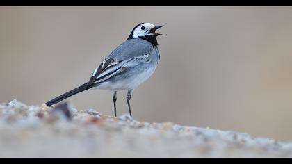 White Wagtail